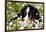 Portrait of Bernese Mountain Dog Pup in Spring Wildflowers (Anemone), Elburn, Illinois, USA-Lynn M^ Stone-Framed Photographic Print