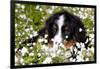 Portrait of Bernese Mountain Dog Pup in Spring Wildflowers (Anemone), Elburn, Illinois, USA-Lynn M^ Stone-Framed Photographic Print