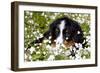 Portrait of Bernese Mountain Dog Pup in Spring Wildflowers (Anemone), Elburn, Illinois, USA-Lynn M^ Stone-Framed Photographic Print