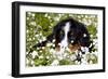 Portrait of Bernese Mountain Dog Pup in Spring Wildflowers (Anemone), Elburn, Illinois, USA-Lynn M^ Stone-Framed Photographic Print