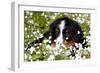 Portrait of Bernese Mountain Dog Pup in Spring Wildflowers (Anemone), Elburn, Illinois, USA-Lynn M^ Stone-Framed Photographic Print