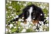 Portrait of Bernese Mountain Dog Pup in Spring Wildflowers (Anemone), Elburn, Illinois, USA-Lynn M^ Stone-Mounted Photographic Print