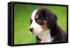 Portrait Of Bernese Mountain Dog-Michal Bednarek-Framed Stretched Canvas