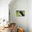 Portrait Of Bernese Mountain Dog-Michal Bednarek-Stretched Canvas displayed on a wall