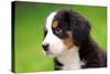 Portrait Of Bernese Mountain Dog-Michal Bednarek-Stretched Canvas