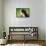 Portrait Of Bernese Mountain Dog-Michal Bednarek-Framed Stretched Canvas displayed on a wall