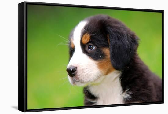 Portrait Of Bernese Mountain Dog-Michal Bednarek-Framed Stretched Canvas