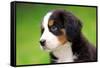 Portrait Of Bernese Mountain Dog-Michal Bednarek-Framed Stretched Canvas