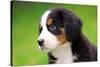 Portrait Of Bernese Mountain Dog-Michal Bednarek-Stretched Canvas