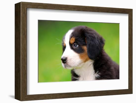 Portrait Of Bernese Mountain Dog-Michal Bednarek-Framed Photographic Print