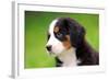 Portrait Of Bernese Mountain Dog-Michal Bednarek-Framed Photographic Print