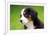 Portrait Of Bernese Mountain Dog-Michal Bednarek-Framed Photographic Print