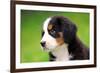 Portrait Of Bernese Mountain Dog-Michal Bednarek-Framed Photographic Print