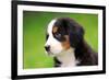 Portrait Of Bernese Mountain Dog-Michal Bednarek-Framed Photographic Print