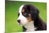 Portrait Of Bernese Mountain Dog-Michal Bednarek-Mounted Photographic Print