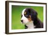 Portrait Of Bernese Mountain Dog-Michal Bednarek-Framed Photographic Print