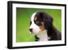 Portrait Of Bernese Mountain Dog-Michal Bednarek-Framed Photographic Print