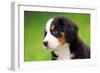 Portrait Of Bernese Mountain Dog-Michal Bednarek-Framed Photographic Print