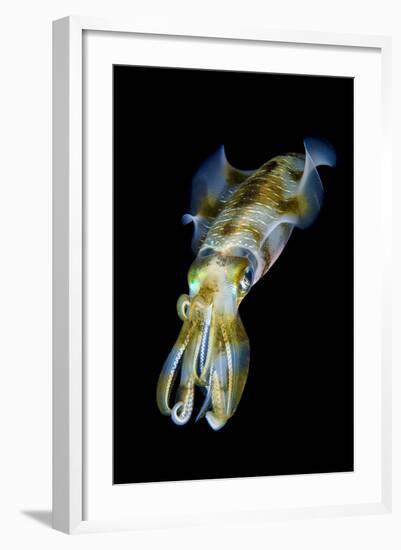 Portrait of Bigfin Squid (Sepioteuthis Lessoniana) Hovering-Alex Mustard-Framed Photographic Print