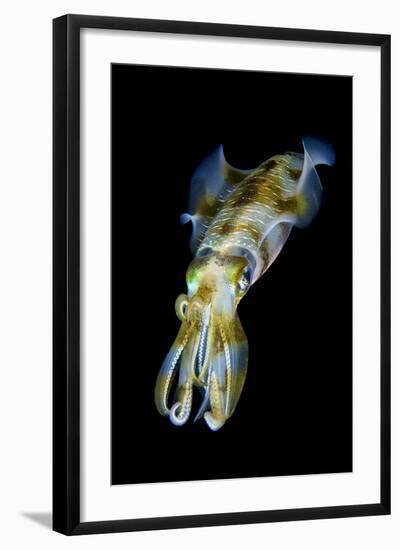 Portrait of Bigfin Squid (Sepioteuthis Lessoniana) Hovering-Alex Mustard-Framed Photographic Print