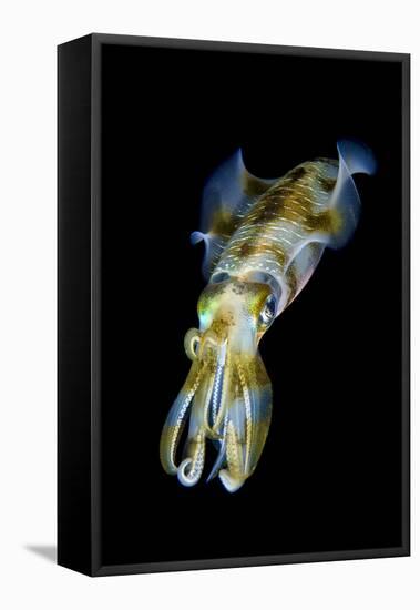 Portrait of Bigfin Squid (Sepioteuthis Lessoniana) Hovering-Alex Mustard-Framed Stretched Canvas