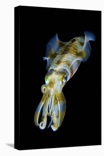 Portrait of Bigfin Squid (Sepioteuthis Lessoniana) Hovering-Alex Mustard-Stretched Canvas