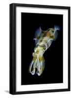 Portrait of Bigfin Squid (Sepioteuthis Lessoniana) Hovering-Alex Mustard-Framed Premium Photographic Print