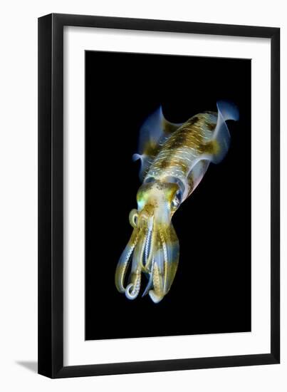 Portrait of Bigfin Squid (Sepioteuthis Lessoniana) Hovering-Alex Mustard-Framed Premium Photographic Print
