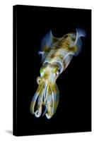 Portrait of Bigfin Squid (Sepioteuthis Lessoniana) Hovering-Alex Mustard-Stretched Canvas