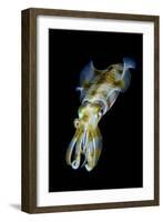 Portrait of Bigfin Squid (Sepioteuthis Lessoniana) Hovering-Alex Mustard-Framed Photographic Print