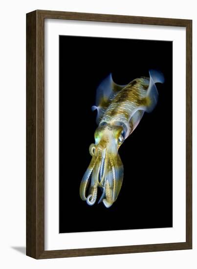 Portrait of Bigfin Squid (Sepioteuthis Lessoniana) Hovering-Alex Mustard-Framed Photographic Print