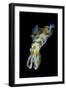 Portrait of Bigfin Squid (Sepioteuthis Lessoniana) Hovering-Alex Mustard-Framed Photographic Print