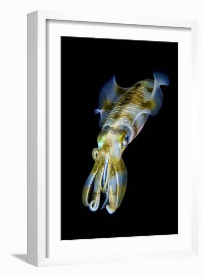 Portrait of Bigfin Squid (Sepioteuthis Lessoniana) Hovering-Alex Mustard-Framed Photographic Print