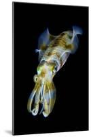 Portrait of Bigfin Squid (Sepioteuthis Lessoniana) Hovering-Alex Mustard-Mounted Photographic Print