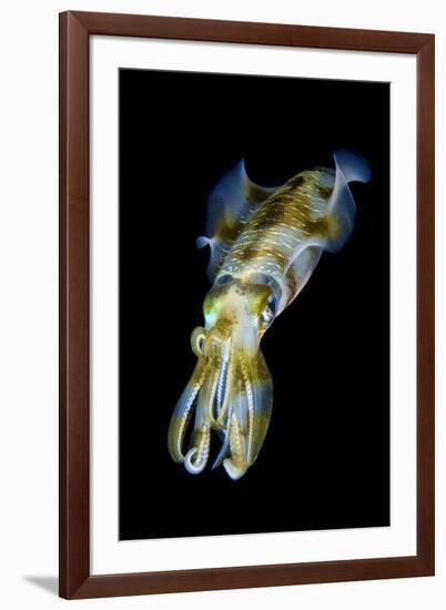 Portrait of Bigfin Squid (Sepioteuthis Lessoniana) Hovering-Alex Mustard-Framed Photographic Print