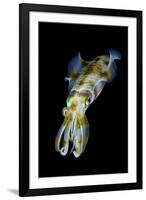 Portrait of Bigfin Squid (Sepioteuthis Lessoniana) Hovering-Alex Mustard-Framed Photographic Print