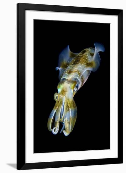 Portrait of Bigfin Squid (Sepioteuthis Lessoniana) Hovering-Alex Mustard-Framed Photographic Print