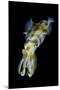 Portrait of Bigfin Squid (Sepioteuthis Lessoniana) Hovering-Alex Mustard-Mounted Photographic Print