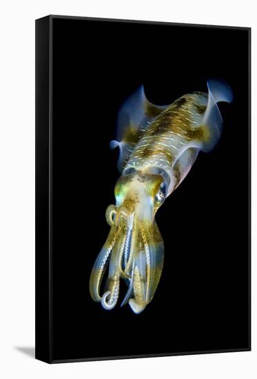 Portrait of Bigfin Squid (Sepioteuthis Lessoniana) Hovering-Alex Mustard-Framed Stretched Canvas