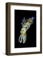 Portrait of Bigfin Squid (Sepioteuthis Lessoniana) Hovering-Alex Mustard-Framed Photographic Print