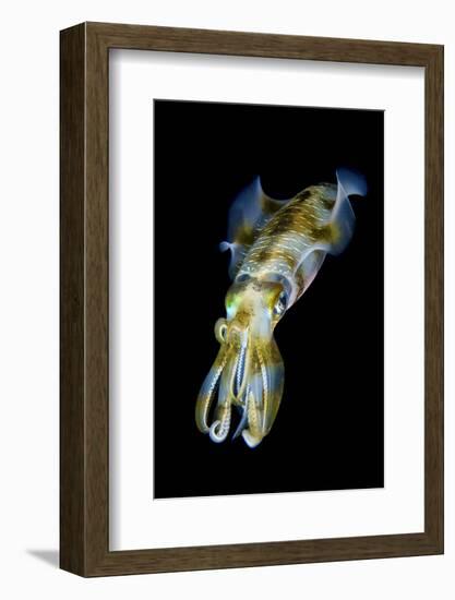 Portrait of Bigfin Squid (Sepioteuthis Lessoniana) Hovering-Alex Mustard-Framed Photographic Print