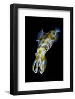 Portrait of Bigfin Squid (Sepioteuthis Lessoniana) Hovering-Alex Mustard-Framed Photographic Print