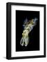 Portrait of Bigfin Squid (Sepioteuthis Lessoniana) Hovering-Alex Mustard-Framed Photographic Print