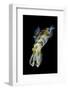 Portrait of Bigfin Squid (Sepioteuthis Lessoniana) Hovering-Alex Mustard-Framed Photographic Print