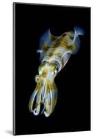 Portrait of Bigfin Squid (Sepioteuthis Lessoniana) Hovering-Alex Mustard-Mounted Photographic Print