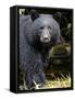 Portrait of Black Bear, Princess Royal Island, British Columbia, Canada-Eric Baccega-Framed Stretched Canvas