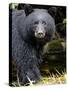 Portrait of Black Bear, Princess Royal Island, British Columbia, Canada-Eric Baccega-Stretched Canvas
