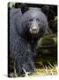 Portrait of Black Bear, Princess Royal Island, British Columbia, Canada-Eric Baccega-Stretched Canvas