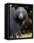 Portrait of Black Bear, Princess Royal Island, British Columbia, Canada-Eric Baccega-Framed Stretched Canvas