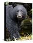 Portrait of Black Bear, Princess Royal Island, British Columbia, Canada-Eric Baccega-Stretched Canvas